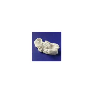 СКОРПІОН фігурка для декору (гіпс) 1,5х5,5х3см